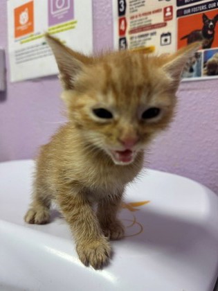 Shelter Stray Unknown Cat last seen Near E Paisano Dr, CITY of El Paso, TX, 5001 Fred Wilson Ave, El Paso, TX 79906, USA