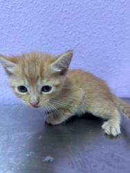 Shelter Stray Unknown Cat last seen Near E Paisano Dr, CITY of El Paso, TX, 5001 Fred Wilson Ave, El Paso, TX 79906, USA