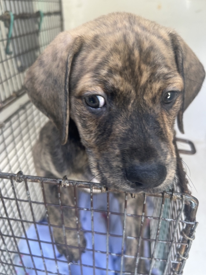 Shelter Stray Male Dog last seen Near Sunset Ave, City of Knoxville ASO, TN, 3201 Division St, Knoxville, TN 37919, USA