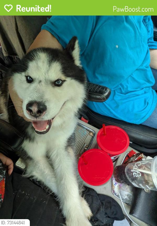 Reunited Male Dog last seen N Flores 78212, San Antonio, TX 78212