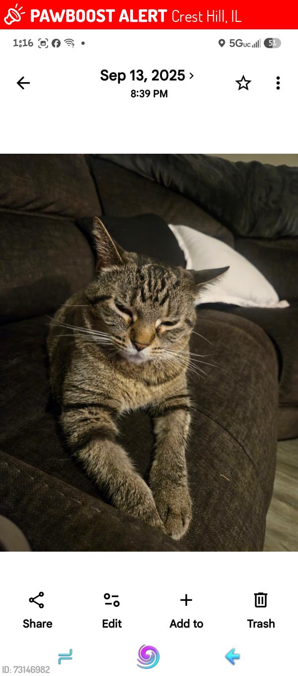 Lost Female Cat last seen Live oak and cedarwood, Crest Hill, IL 60403