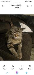 Lost Female Cat last seen Live oak and cedarwood, Crest Hill, IL 60403