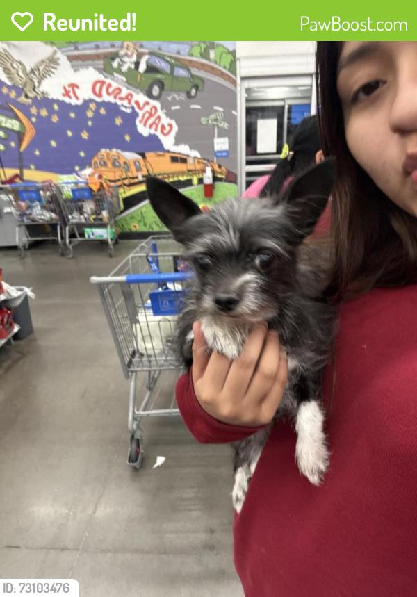 Reunited Female Dog last seen Garland Tx, Garland, TX 75041