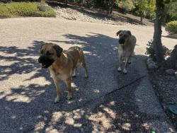 Reunited Male Dog last seen Saint Francis and Northridge Dr., Concord, CA 94518