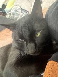 Reunited Male Cat last seen Near SW 119th Ave Miramar, FL 33025 United States apmts, Miramar, FL 33025