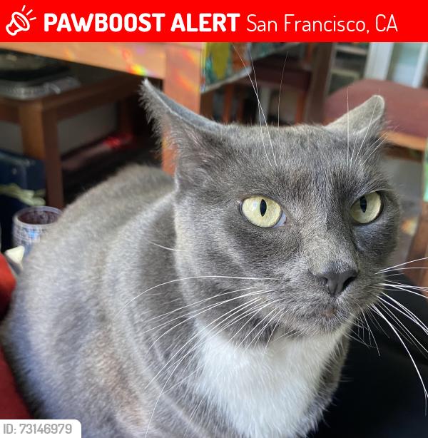 Lost Female Cat last seen Geneva between Athens and Naples, San Francisco, CA 94112