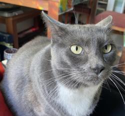 Lost Female Cat last seen Geneva between Athens and Naples, San Francisco, CA 94112