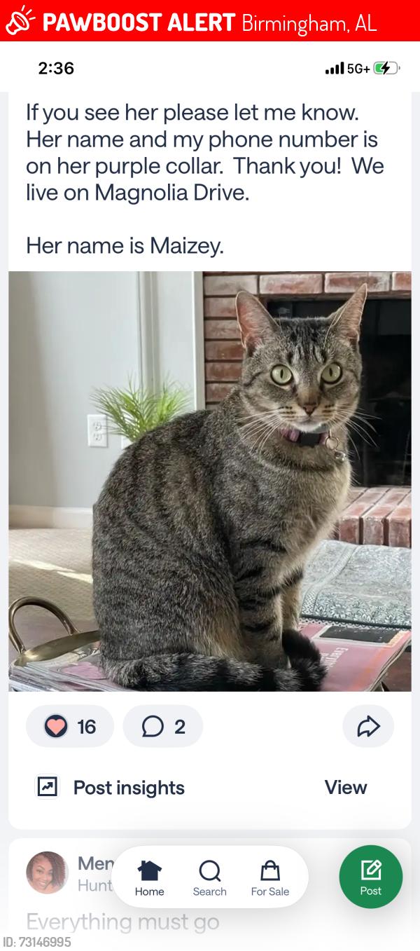 Lost Female Cat last seen Brookhighland Parkway, Birmingham, AL 35242