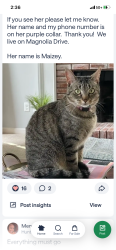 Lost Female Cat last seen Brookhighland Parkway, Birmingham, AL 35242