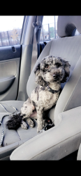 Reunited Male Dog last seen Hayes St, West Allis, WI 53219