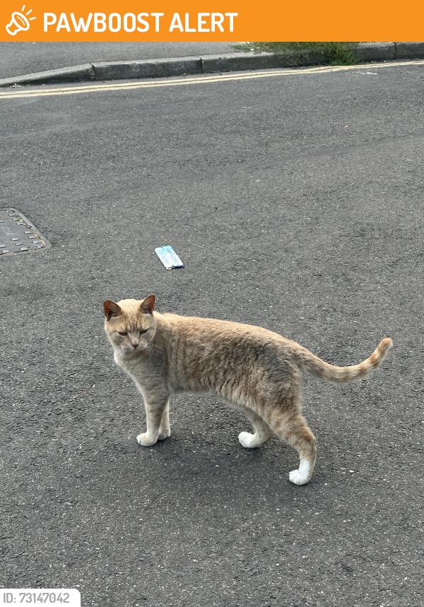 Found/Stray Unknown Cat last seen Intersection of Albert rd north and Monmouth rd, Hertfordshire, England WD17 1QW