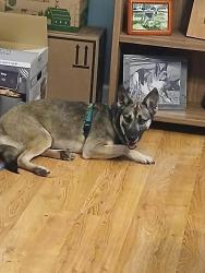 Lost Female Dog last seen Near S. Main St & South St.Citronelle, Citronelle, AL 36522