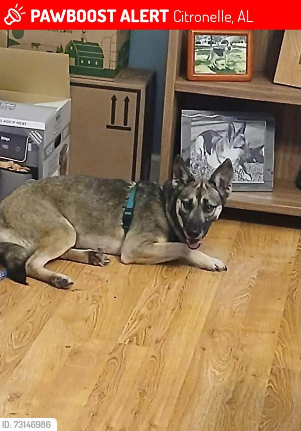 Lost Female Dog last seen Near S. Main St & South St.Citronelle, Citronelle, AL 36522