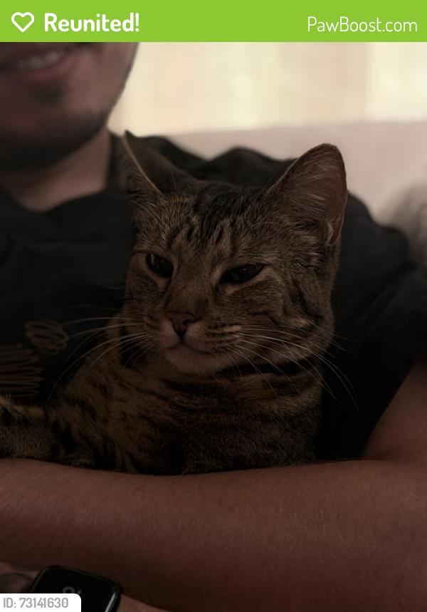 Reunited Female Cat last seen Kikrland, Juanita Bay, Kirkland, WA 98034