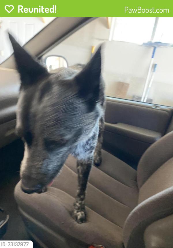 Reunited Unknown Dog last seen DS’s Posse Road and Nazcon Road, Bernalillo, NM 87004