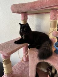 Reunited Male Cat last seen Memorial and MacArthur, Oklahoma City, OK 73142