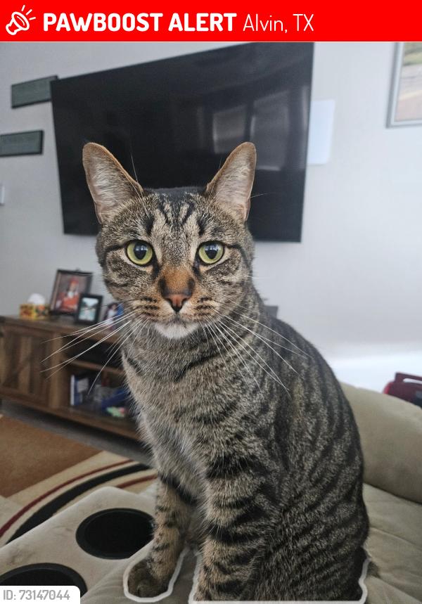 Lost Male Cat last seen Ashley Way, Alvin, TX, Alvin, TX 77511