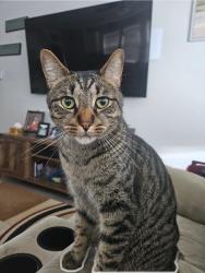 Lost Male Cat last seen Ashley Way, Alvin, TX, Alvin, TX 77511