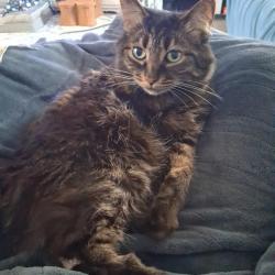 Reunited Female Cat last seen Monte rd, San Luis Obispo County, CA 93401