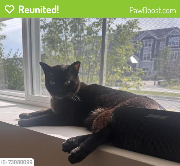 Reunited Male Cat last seen Oak Creek Plaza, Mundelein, IL 60060