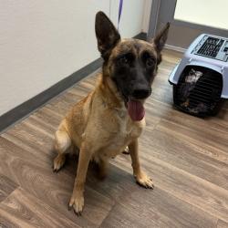 Shelter Stray Female Dog last seen 30th, San Diego, CA, 92102, 5500 Gaines St, San Diego, CA 92110, USA