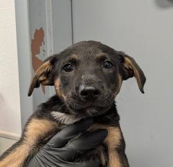 Shelter Stray Male Dog last seen 30th, San Diego, CA, 92102, 5500 Gaines St, San Diego, CA 92110, USA
