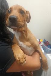 Shelter Stray Female Dog last seen Apt 14,1365 Broadway, El Cajon, CA, 92021, El Cajon, CA 92020, USA