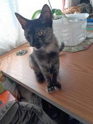 Found/Stray Female Cat last seen Play ground, Berkeley, CA 94710