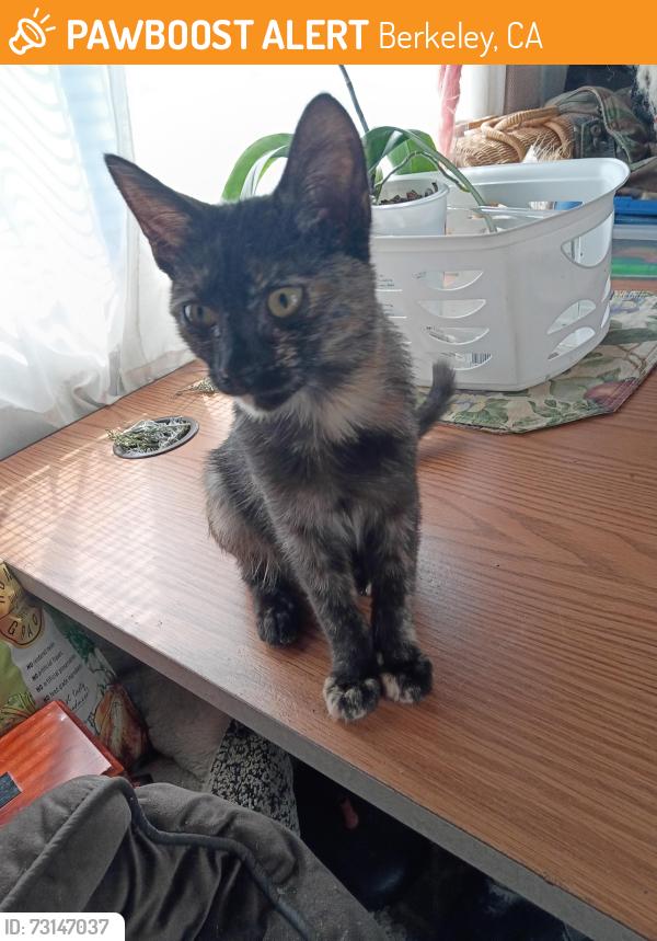 Found/Stray Female Cat last seen Play ground, Berkeley, CA 94710