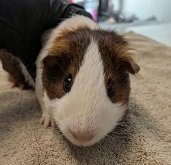 Shelter Stray Male Other last seen Cardinal Drive, San Diego, CA, 92123, 5500 Gaines St, San Diego, CA 92110, USA