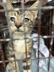 Shelter Stray Male Cat last seen TX, 7201 Levander Loop bldg a, Austin, TX 78702, USA