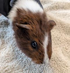 Shelter Stray Female Other last seen Cardinal Drive, San Diego, CA, 92123, 5500 Gaines St, San Diego, CA 92110, USA