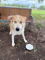 Shelter Stray Male Dog last seen W Braker Ln & N Lamar Blvd, AUSTIN, TX, 78753, 7201 Levander Loop bldg a, Austin, TX 78702, USA