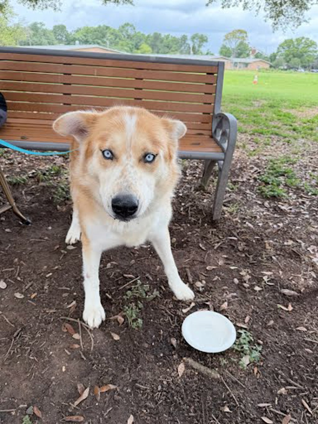 Shelter Stray Male Dog last seen W Braker Ln & N Lamar Blvd, AUSTIN, TX, 78753, 7201 Levander Loop bldg a, Austin, TX 78702, USA