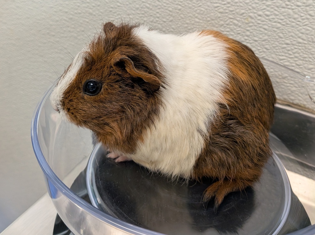 Shelter Stray Female Other last seen Cardinal Drive, San Diego, CA, 92123, 5500 Gaines St, San Diego, CA 92110, USA