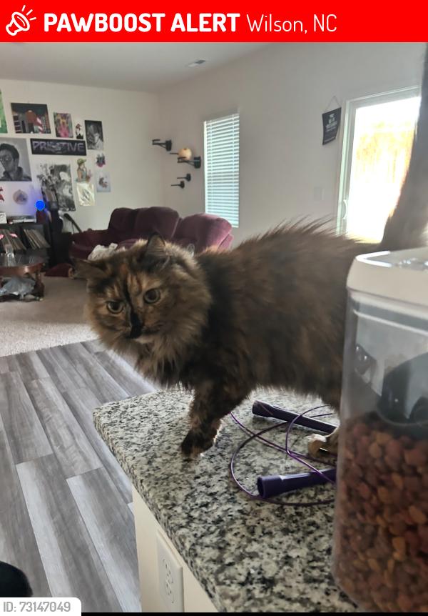 Lost Female Cat last seen Near, Wilson, NC 27893
