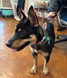 Shelter Stray Male Dog last seen Near S 1st Street, AUSTIN, TX, 78704, 7201 Levander Loop bldg a, Austin, TX 78702, USA