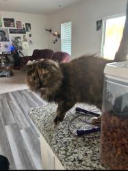 Lost Female Cat last seen Near, Wilson, NC 27893