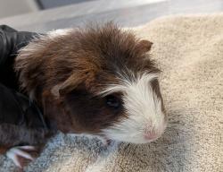 Shelter Stray Female Other last seen Cardinal Drive, San Diego, CA, 92123, 5500 Gaines St, San Diego, CA 92110, USA