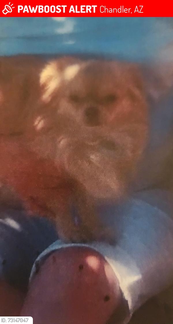 Lost Male Dog last seen Ray & McQueen, Chandler, AZ 85225