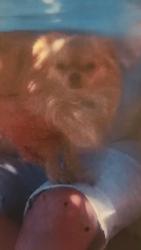 Lost Male Dog last seen Ray & McQueen, Chandler, AZ 85225
