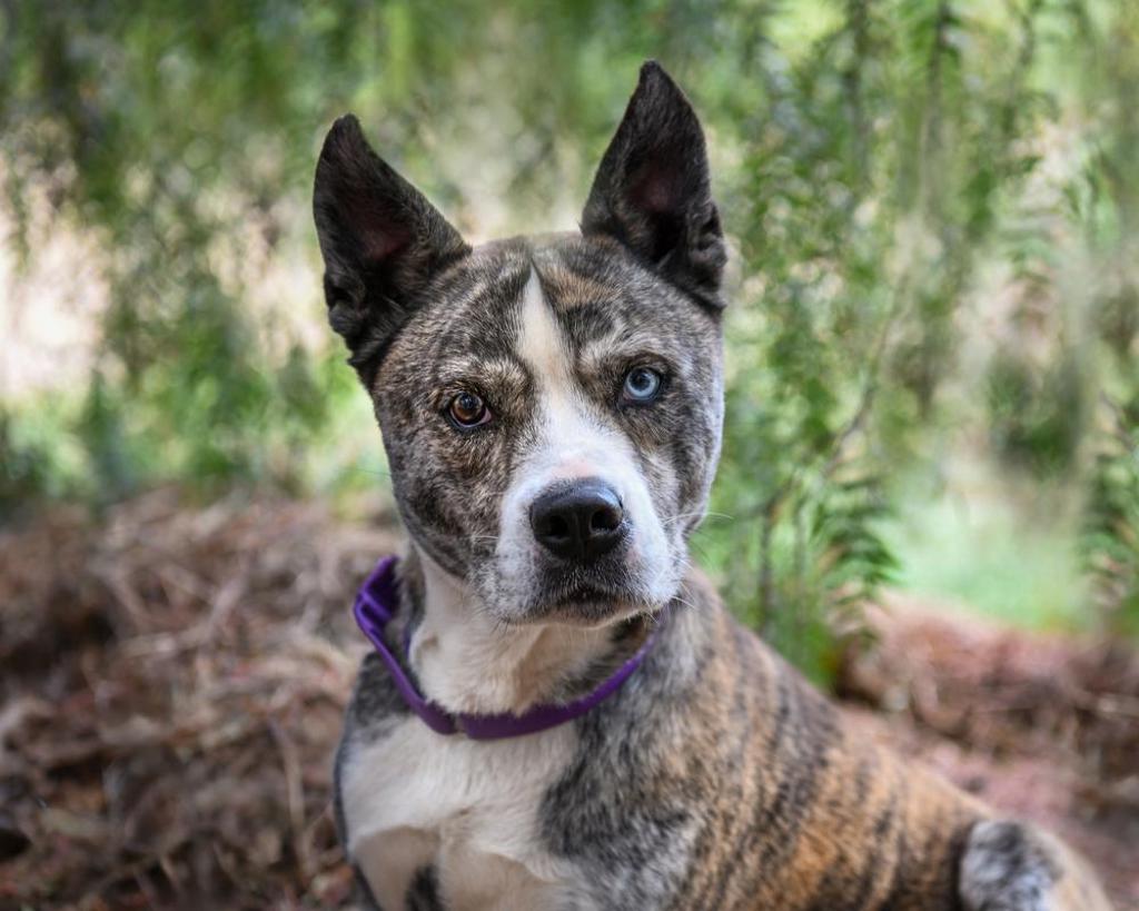 Shelter Stray Male Dog last seen Near W 7th, Escondido, CA, 92025, Escondido, CA 92027, USA