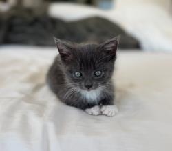 Shelter Stray Male Cat last seen Near W Washington Avenue, Escondido, CA, 92025, Escondido, CA 92027, USA