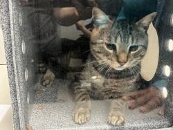 Shelter Stray Male Cat last seen belonged to store located at 405 Central Park West ground floor, NEW YORK, NY, 10025, 326 E 110th St, New York, NY 10029, USA