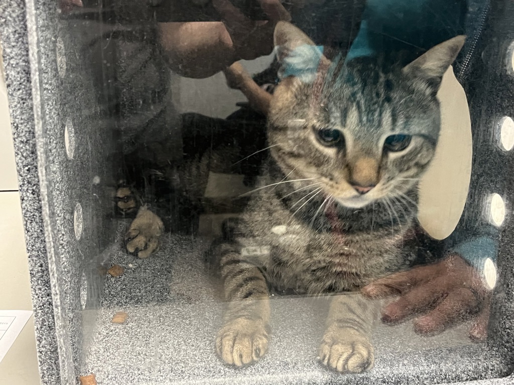 Shelter Stray Male Cat last seen belonged to store located at 405 Central Park West ground floor, NEW YORK, NY, 10025, 326 E 110th St, New York, NY 10029, USA