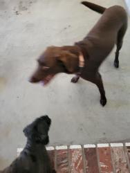 Reunited Male Dog last seen Near Avenida de Diamante, Arroyo Grande, CA 93420