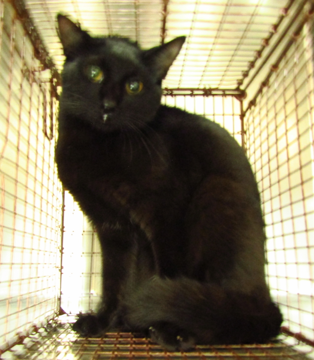 Shelter Stray Unknown Cat last seen Near Peach Creek Court, RALEIGH, NC, 27603, 820 Beacon Lake Dr, Raleigh, NC 27610, USA