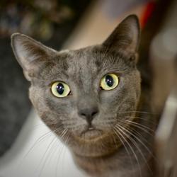 Shelter Stray Male Cat last seen OHSU, PORTLAND, OR, 97219, 1700 W Historic Columbia River Hwy, Troutdale, OR 97060, USA