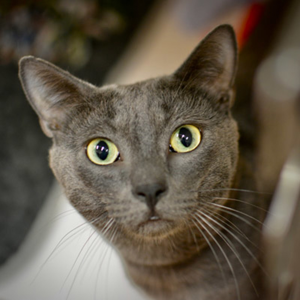 Shelter Stray Male Cat last seen OHSU, PORTLAND, OR, 97219, 1700 W Historic Columbia River Hwy, Troutdale, OR 97060, USA