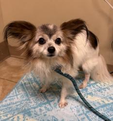 Shelter Stray Male Dog last seen NE Brazee st and NE 132nd ave, OR, 1700 W Historic Columbia River Hwy, Troutdale, OR 97060, USA